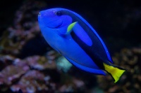 Bodlok pestry - Paracanthurus hepatus - Palette Surgeonfish o7548